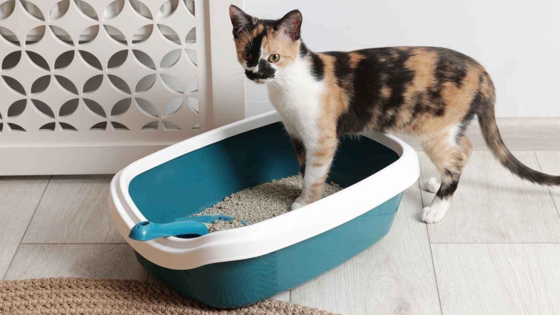 Arena de silice para gatos